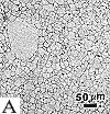 prior austenite grain boundaries