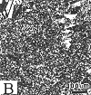 beginning of grain growth