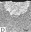 rapid grain growth at surface