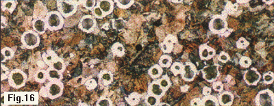 ductile iron w/pearlitic matrix 100x